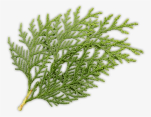 Cedars, Other Conifers, And Broadleaf Trees - Feuillus Et Conifères