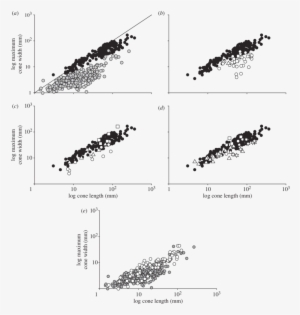 Relationship Between Length And Maximum Width In Conifer - Conifer Cone