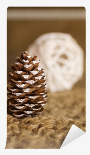 Conifer Cone