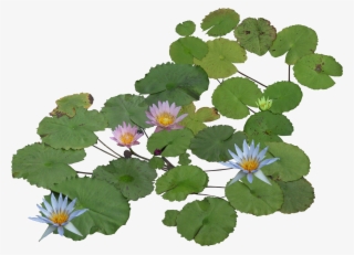 Thư Viện Cây Photoshop Plant Texture, Flower Texture, - Water Plant Png Plan