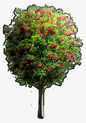 Try The Demo Or Choose A Plan - Plants Gardenpuzzle Png