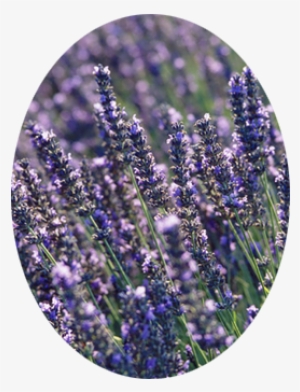 Heavily Scented Plants