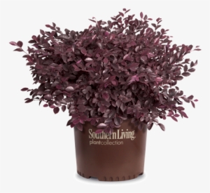 Purple Daydream Loropetalum In Branded Pot - Loropetalum Png