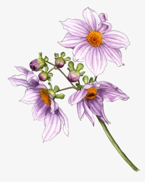 Illustration By Helen Krayenhoff - Berkeley