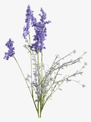 Munstead Lavender Lilac - Lavender