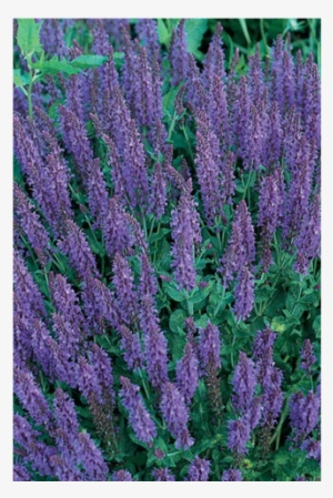 May Night Salvia - Sage