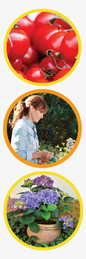 Gardener's Choice - Hydrangeas In A Flower Pot And Ivy Journal: Take Notes,