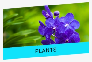 Offer Banner1 - Orchid Images Of Flowers Hd