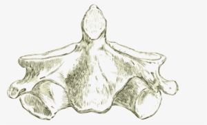 This Free Icons Png Design Of Axis -human Second Cervical