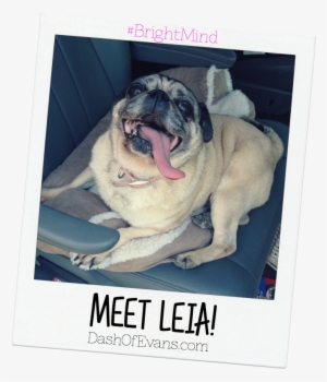 #brightmind, Pug, Adopting Dogs, Shelter Dogs, Tips - Pug