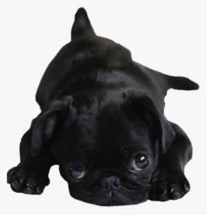 Transparent Pug Puppy -> Visit My Blog For More Transparent - Baby Black Pug