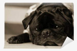 Black And White Portrait Of Marble-eyed Black Pug Wall - Black And White Portrait Of Marble-eye Pillow Case
