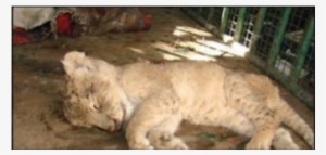 'lion Cub Dead In Infighting In Amreli' - Lion In Village