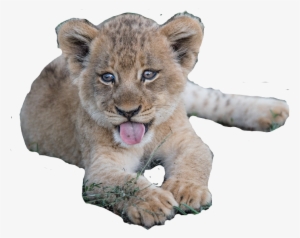 Baby Cougar