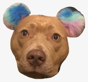 Lola Pitbull Pitbulllove Pitbullsofinstagram Freetoed - Companion Dog