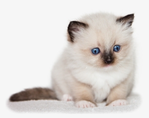 Aquamarinedolls Ragdoll Kennel A Ragdoll Macska - Kiscicák Képek