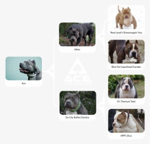 Ace Family Chart Horizontal-01 - Basset Hound