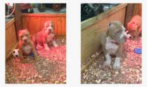 Diesel Is An American Pit Bull - American Pit Bull Terrier