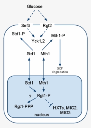 Introduction - Snf3