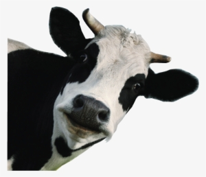 Funny-cow - Dairy Cow White Background