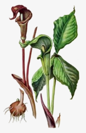 Jack In The Pulpit