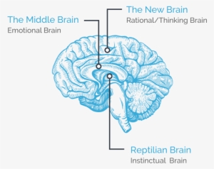 Hellonextstep Brain Diagram - Stimulated Brain: Cognitive Enhancement Using Non-invasive