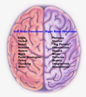 The Brain Has Two Distinct Sides, Or Hemispheres, The - Human Brain Right And Left