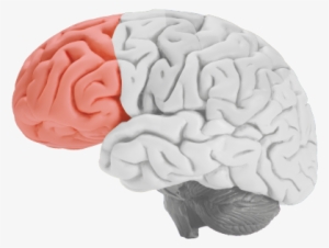 It Controls Thinking, Planning And Problem Solving - Brain On Clear Background