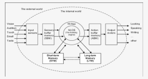 The Functional Model Of The Brain - Brain