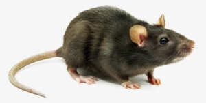 Roof Rat - Mice Png Transparent
