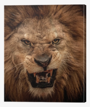 Png - Male Lions Face Roaring
