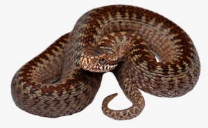 Snake Png Transparent Hd Photo - Serpent Png