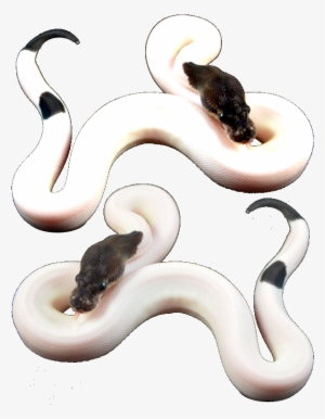 Green Python Png Python Png Snake Png Reptile Png Animal - Boa