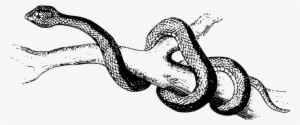 Animal Nature Poisonous Reptile Snake Spea - Drawing Of Snakes