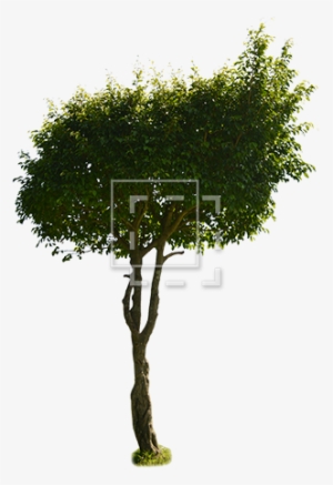 Parent Category - Tree