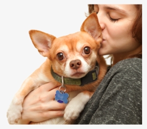 Dogs - Cats - Dog - Dog