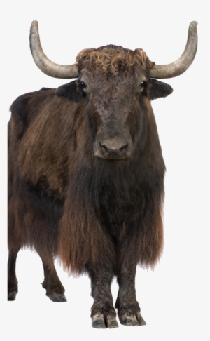 Yak Png Image - Y Is For Yak: A Zoo Alphabet