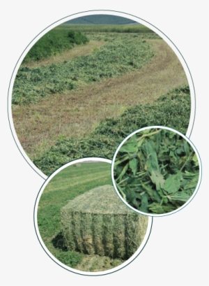 Hay Grown The Right Way - Cash Crop