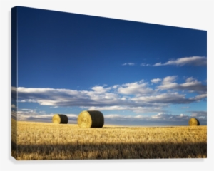 Hay Bales In A Clear Cut Field Highlighted By The Sun - Bluesky