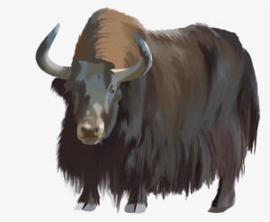 Domestic Yak
