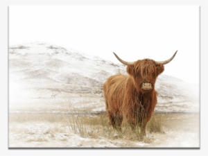 Yak - Highland Cattle Poster