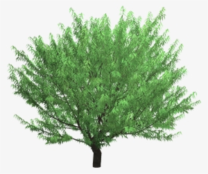 View Photo - Japanese Zelkova