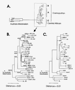 Phylogenetic Trees Based On Sequences Of A 663-bp Segment - Diagram