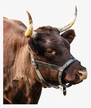 Beef, Cattle, Horns, Cow, Livestock, Nature, Milk Cow - Bydlo Z Gigantycznymi Rogami