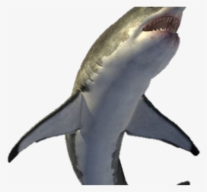 Shark
