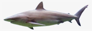 Shark - Bull Shark