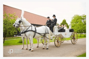 White Horse Carriage - Horse