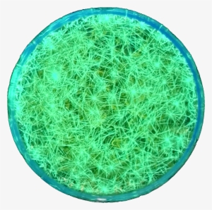 Yao Research Group Is Found On August 1st,