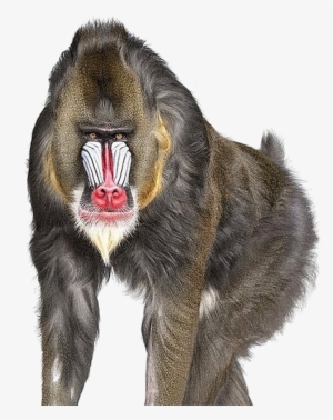 Baboon Png Download Image - Andrew Zuckerman