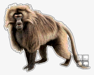 Baboon Png Photo - Dungeons And Dragons Baboon
